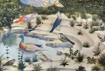 Oiseaux autour d